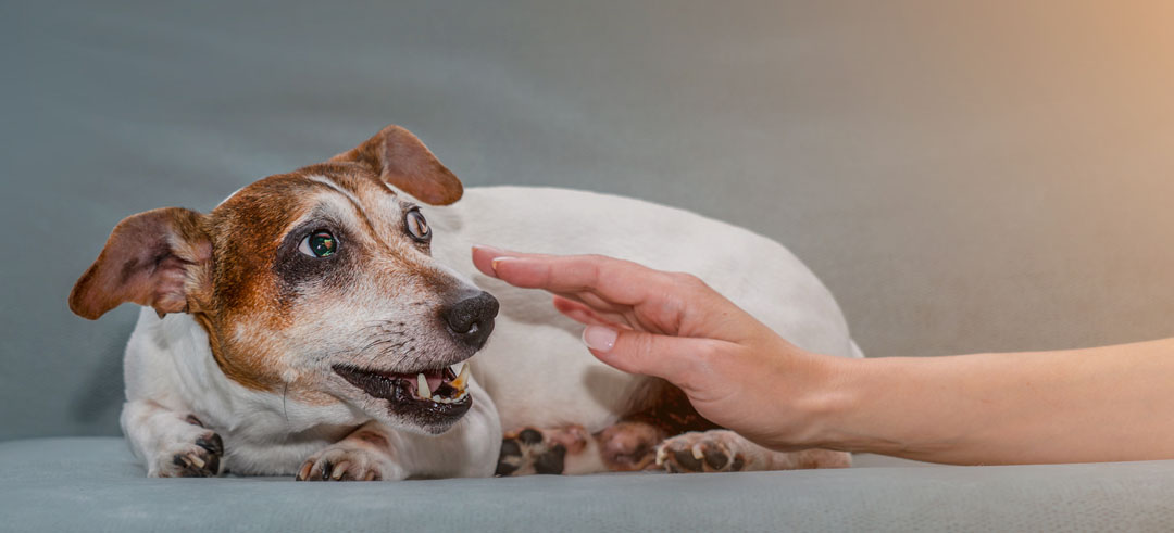 Juguetes para calmar discount ansiedad en perros