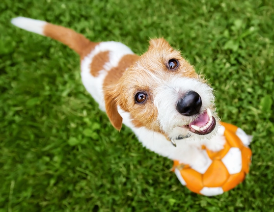 Cobertura de responsabilidad civil para perros