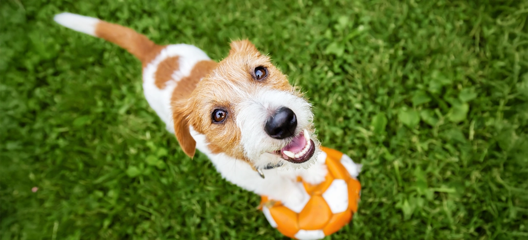 Cobertura de responsabilidad civil para perros