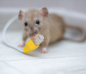 plaga ratones - Blog Zurich Seguros