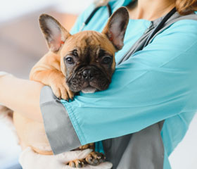 vacunas perros - Blog Zurich Seguros